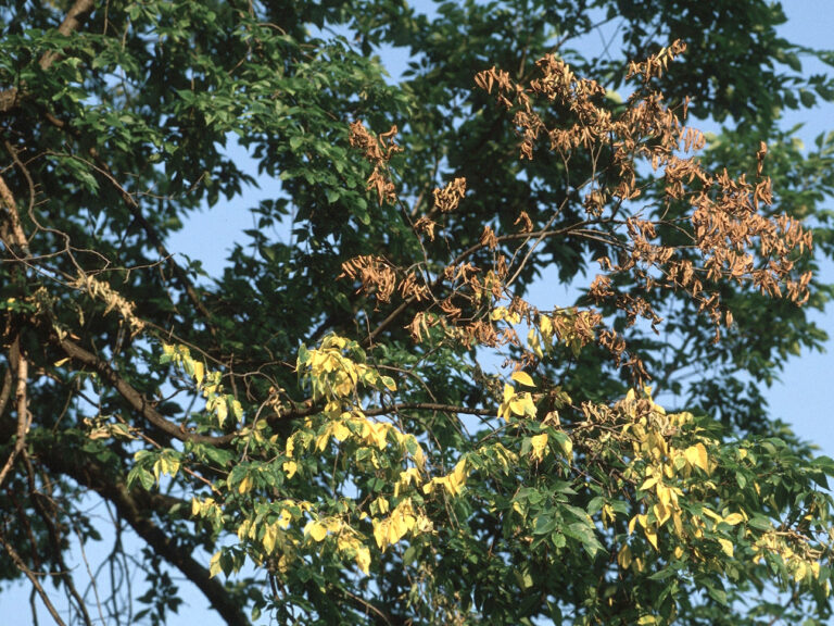 Can AI nip tree disease in the bud?