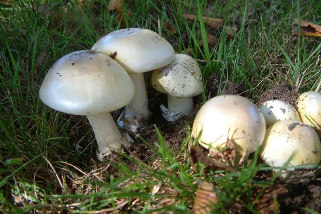 mushroom,funghi,foraging,foraging mushroom,mushroom foraging,mushroom hunting
