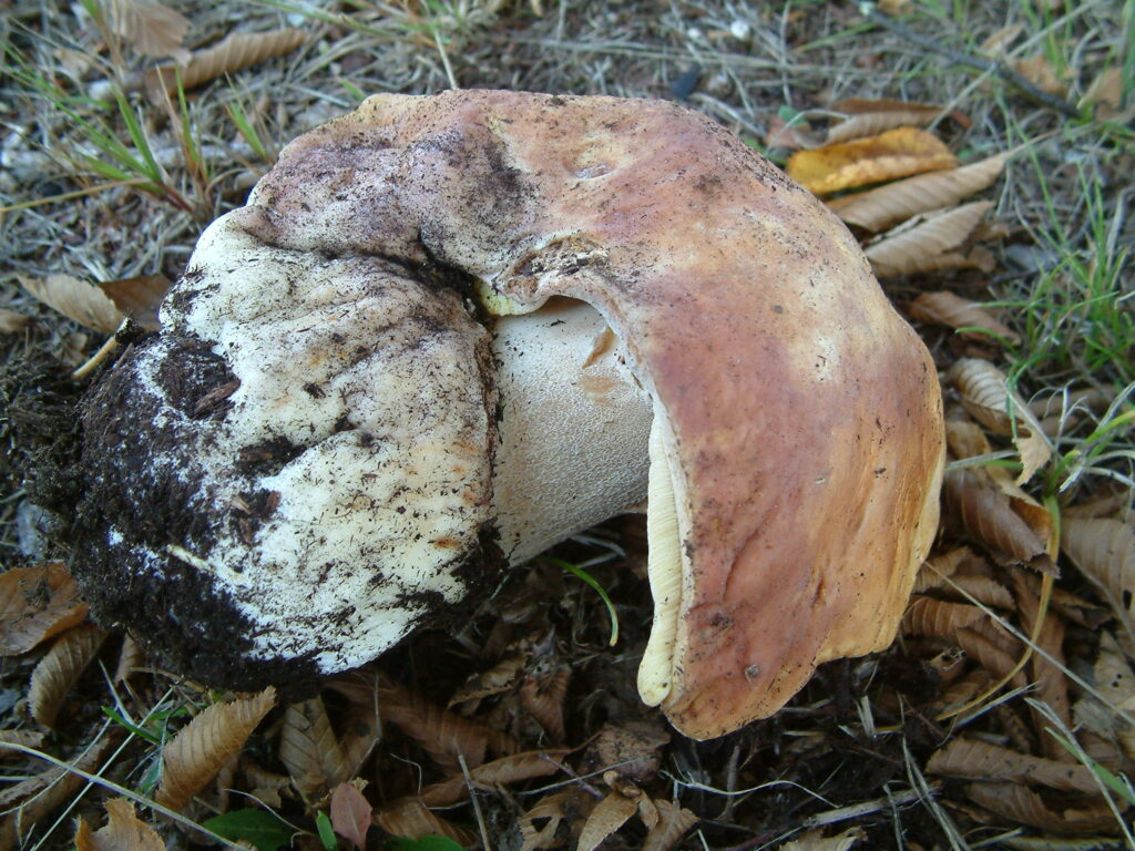mushroom,funghi,foraging,foraging mushroom,mushroom foraging,mushroom hunting