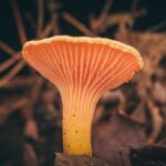 How to forage for mushrooms – safely and legally – this fall