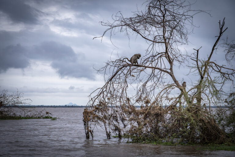 The bigger you are, the better you fare when climate change causes cyclones