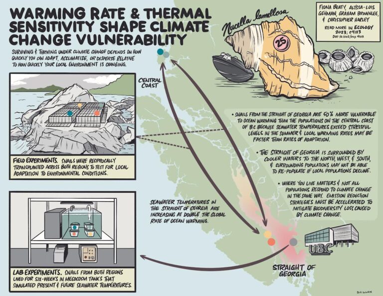 Infographic that shows the warming rate and thermal sensitivity shape climate change vulnerability. It has a aerial view of BC, from the central coast to the Straight of Georgia. It explains how field experiments were done to show that the snails from the Straight was 50% more vulnerable to ocean warming that the populations on the Central Coast of BC because seawater temperatures exceed stressful levels in the summer and local warming rates may be faster than rates of adaptation.Seawater temperatures in the Straight of Georgia are increasing at double the global rate of ocean warming.