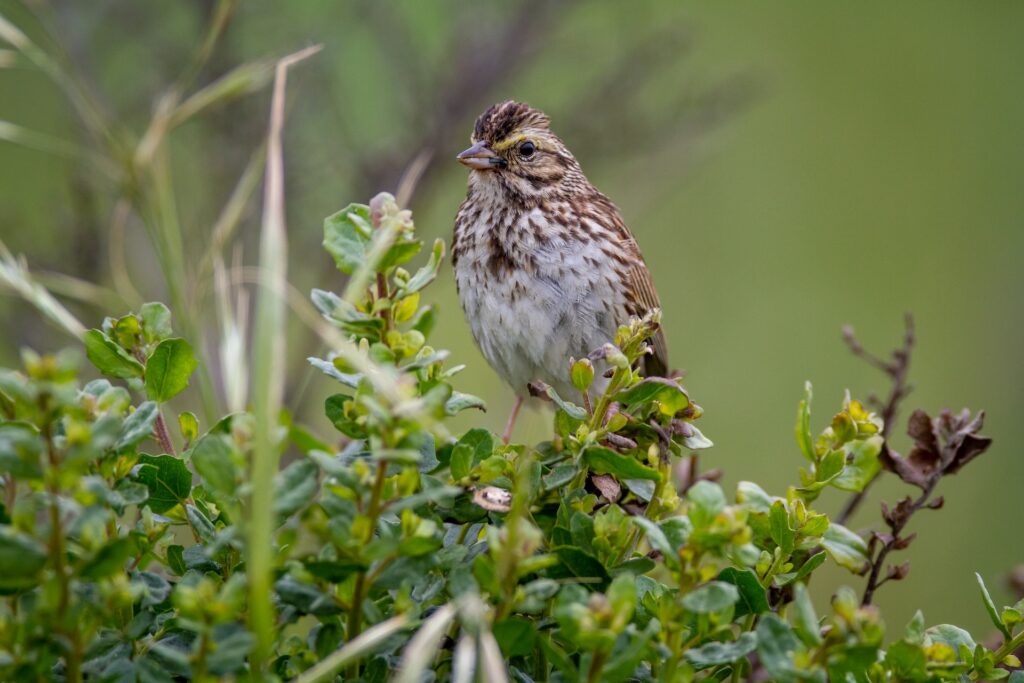 a song sparrow perched on top of a tree branch
