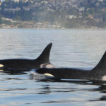 Southern Resident killer whales. Photo credit: Josh McInnes. SINGLE USE ONLY