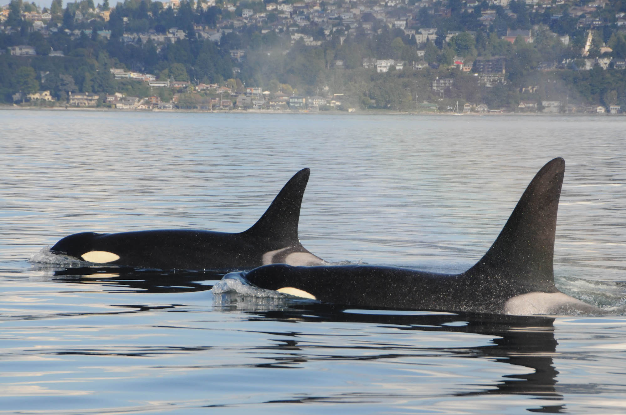 Two Southern Resident killer whales partially surface in the waters, displaying their iconic black and white dorsal fins