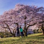 Global contest aims to predict peak bloom dates for cherry blossoms