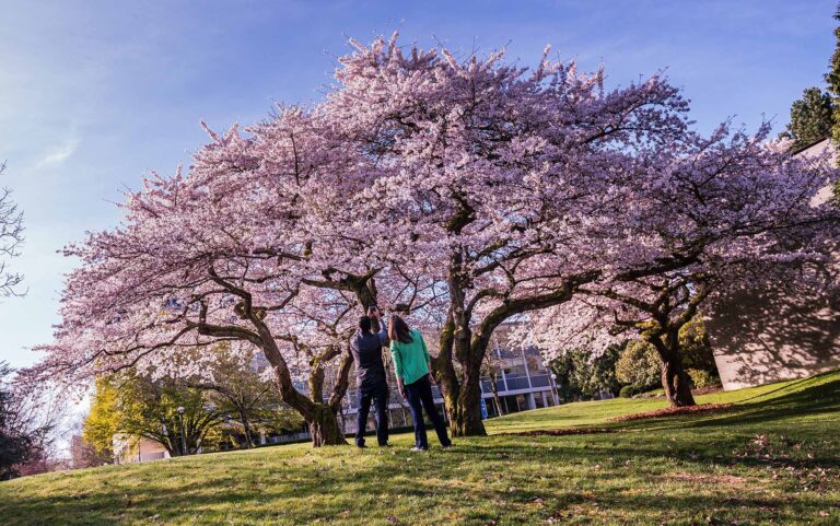 Global contest aims to predict peak bloom dates for cherry blossoms
