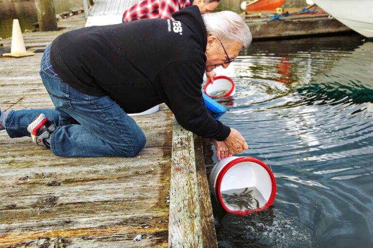 UBC research helps migrating salmon survive mortality hot-spot