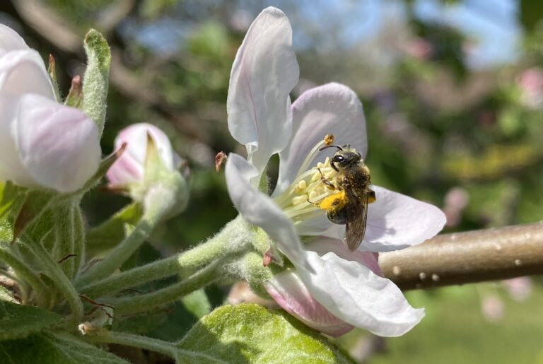 Event: Catch and identify local bees on a bee walk