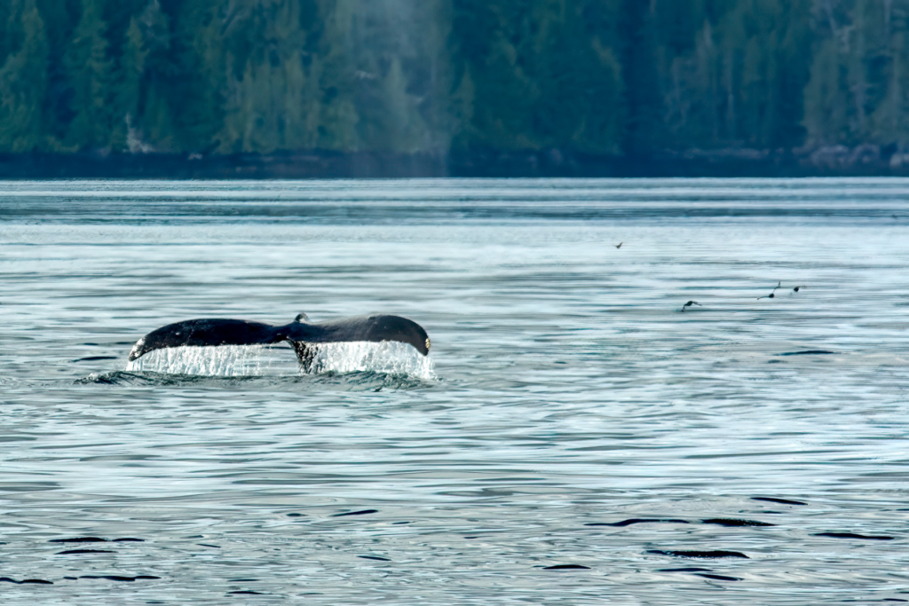 UBC News: News from the University of British Columbia