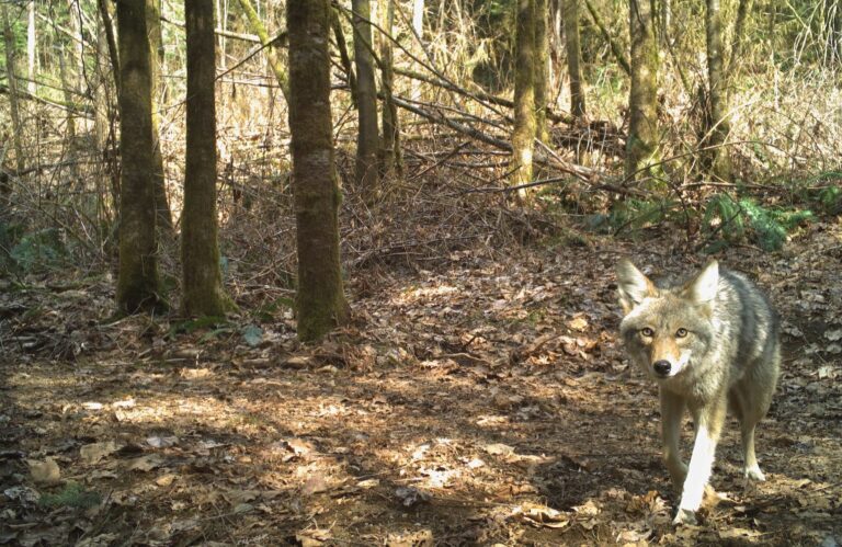 A coyote warily investigating a camera trap in Malcolm Knapp Research<br />Forest, British Columbia, Canada. 