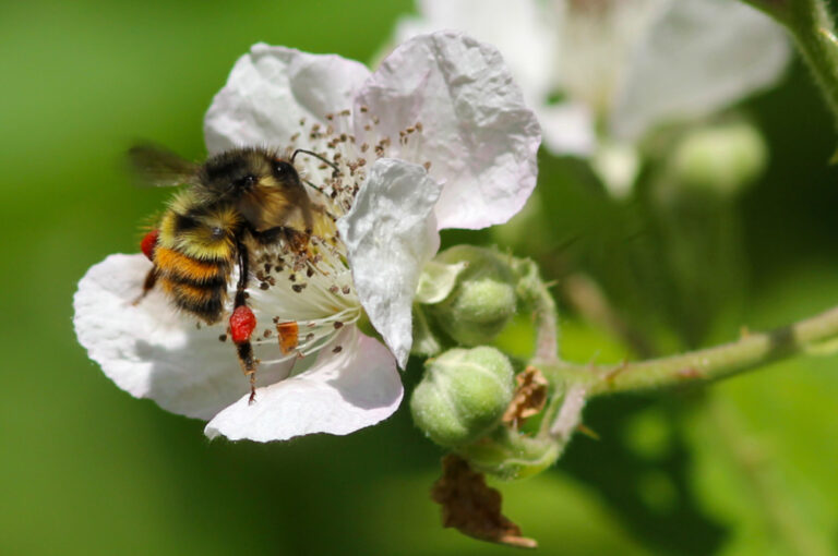 Where the wild bees are—and aren’t—impacts food supply