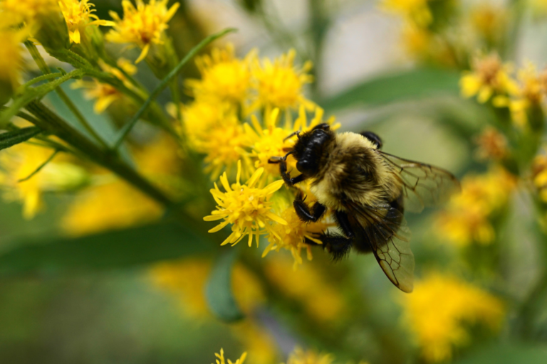 Introduced bumble bee dominates Lower Mainland pollinator surveys