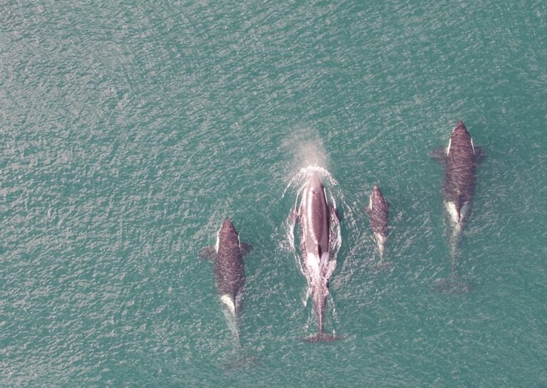 Killer whales breathe just once between dives, study confirms