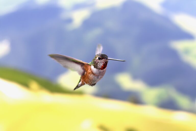 Hummingbirds have feelings too: an acute sense of touch that could help them hover