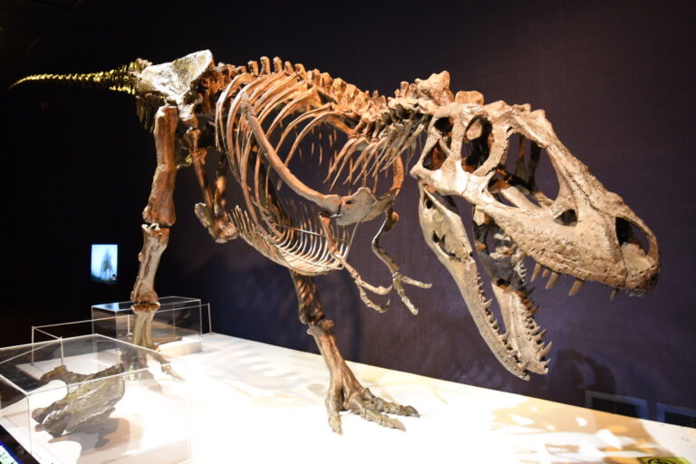 Event: Building a Tyrannosaur fossil at UBC