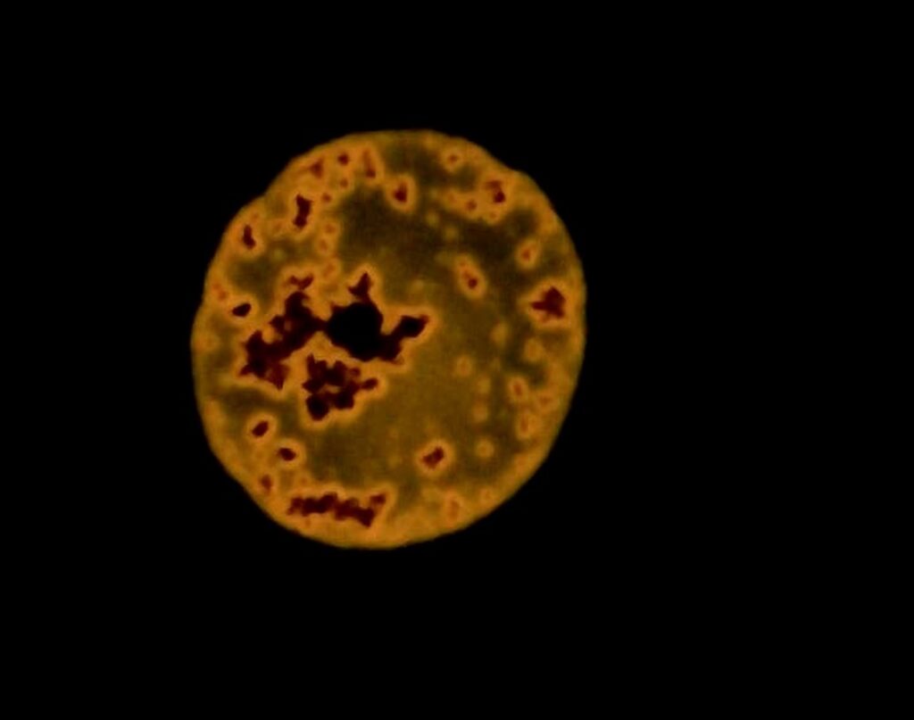 Micro- and nanoplastics fluorescing under the microscope.