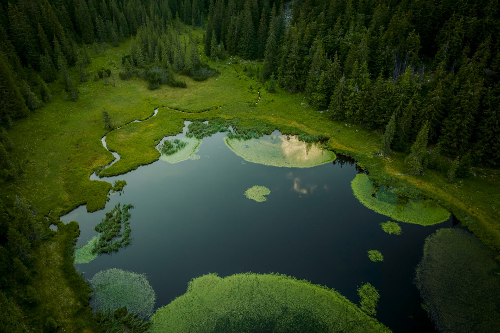 Conserving nature can shield cities from floods