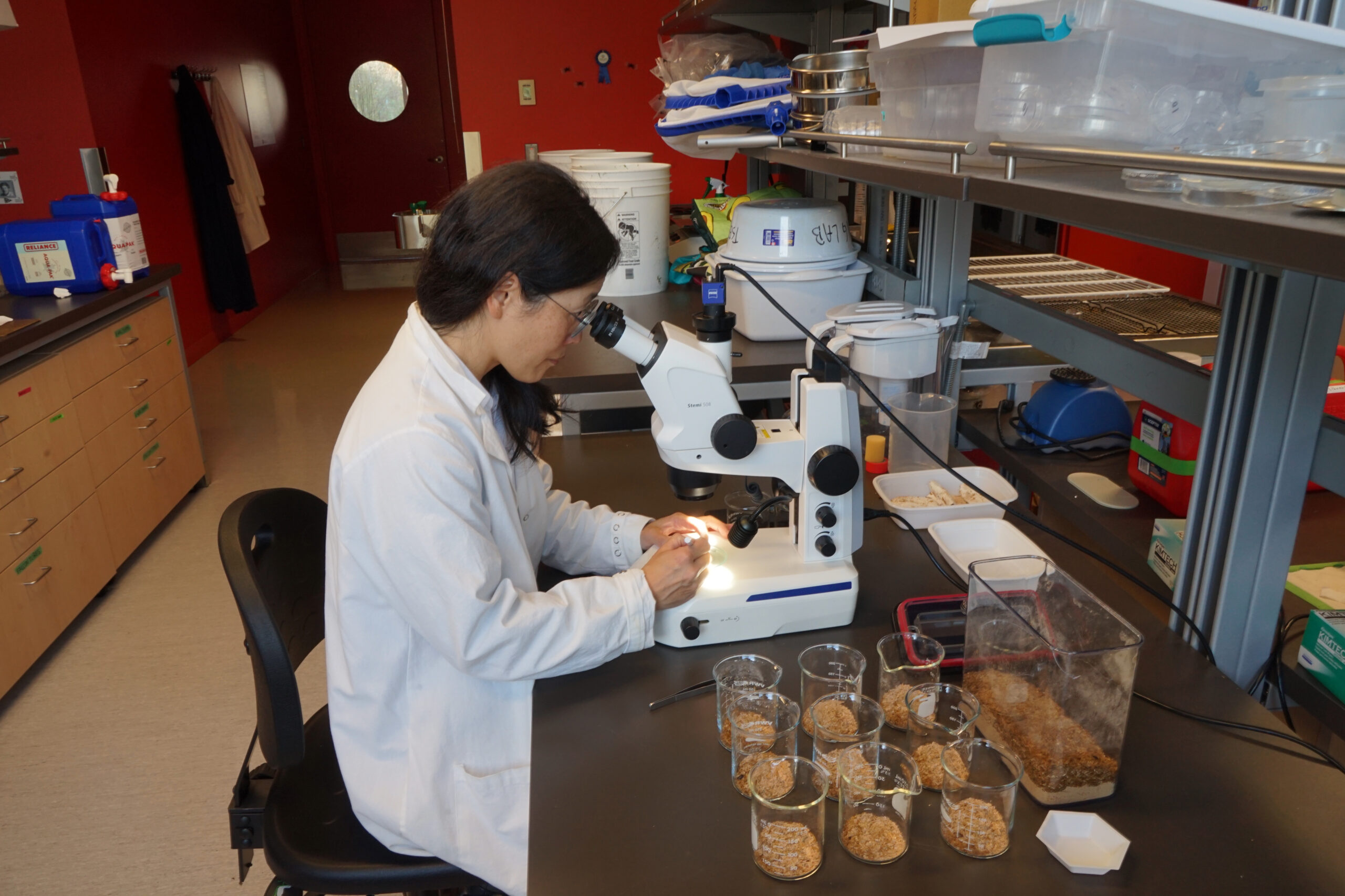 Dr. Michelle Tseng seated at a bench looks into a micrcoscope beside a row of beakers with insects inside them