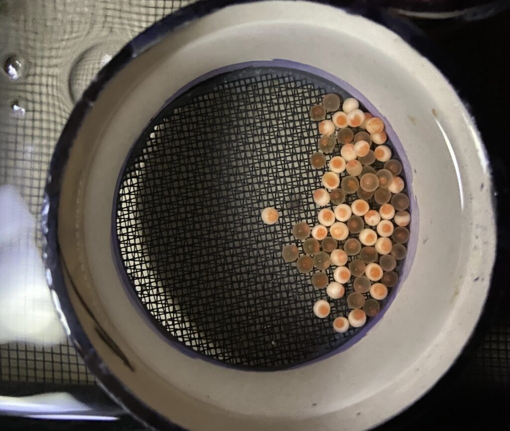 Coho salmon eggs exposed to salt pulses. Credit_ Clare Kilgour