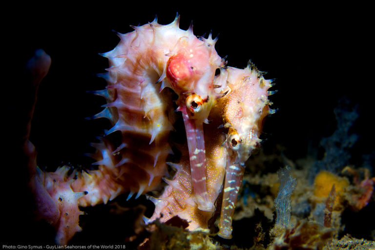 Why a seahorse should be your dating coach this Valentine’s Day