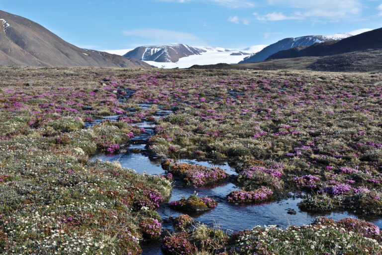 Arctic plants react to climate change in unexpected ways