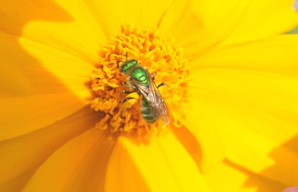 Here, a green sweat bee (Agapostemon texanus) gathers pollen and nectar from a bright yellow Coreopsis flower.