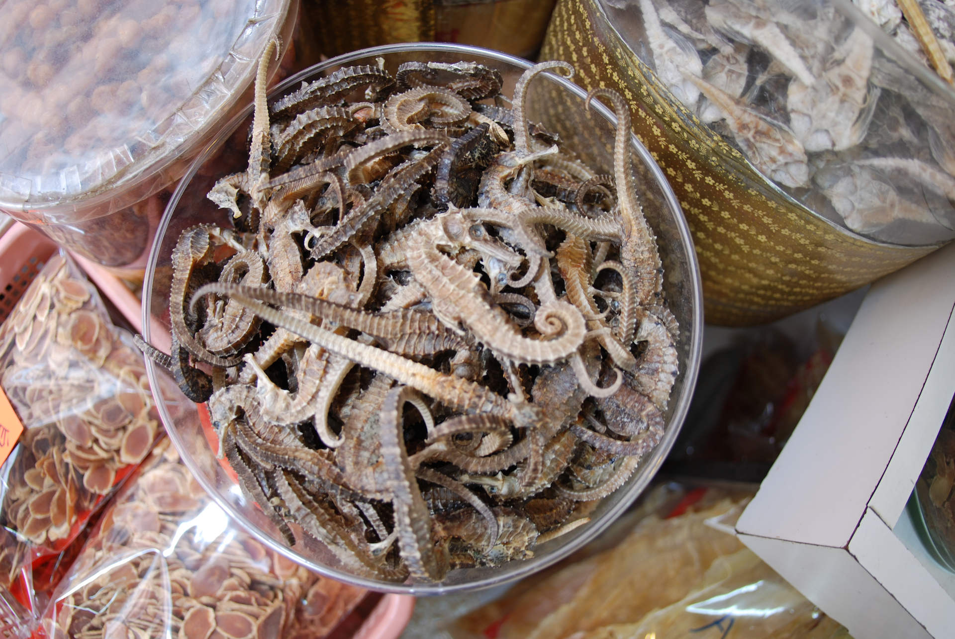 Nearly five million seized seahorses just ‘tip of the iceberg’ in global wildlife smuggling