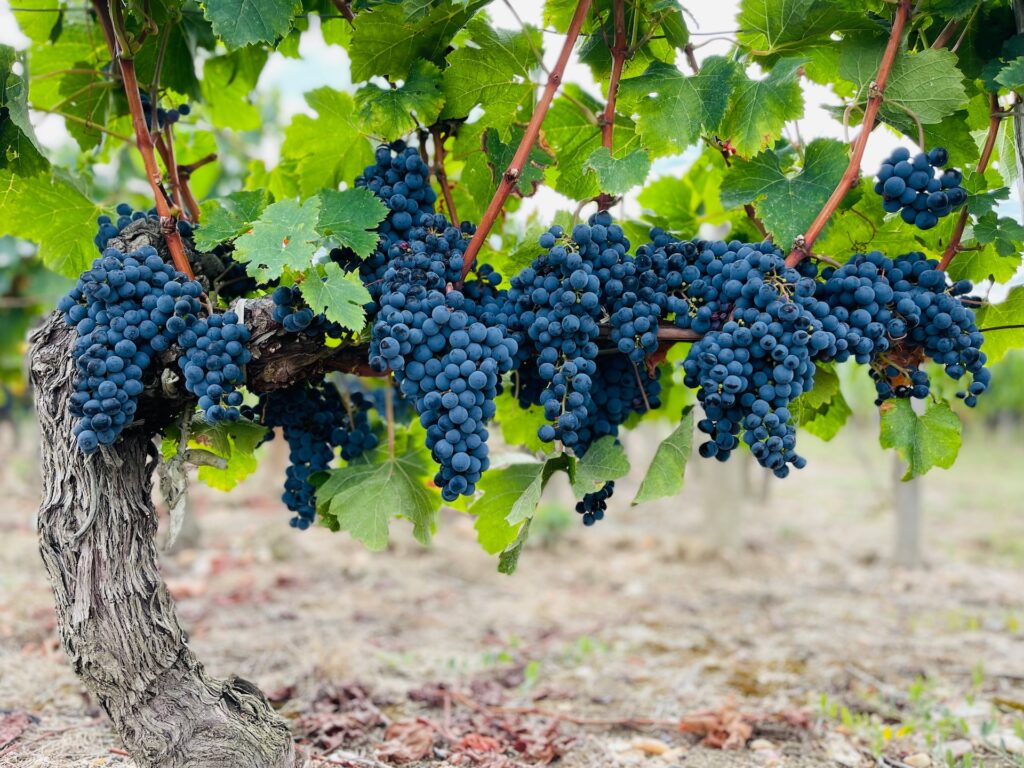 How climate change is changing your favourite wine