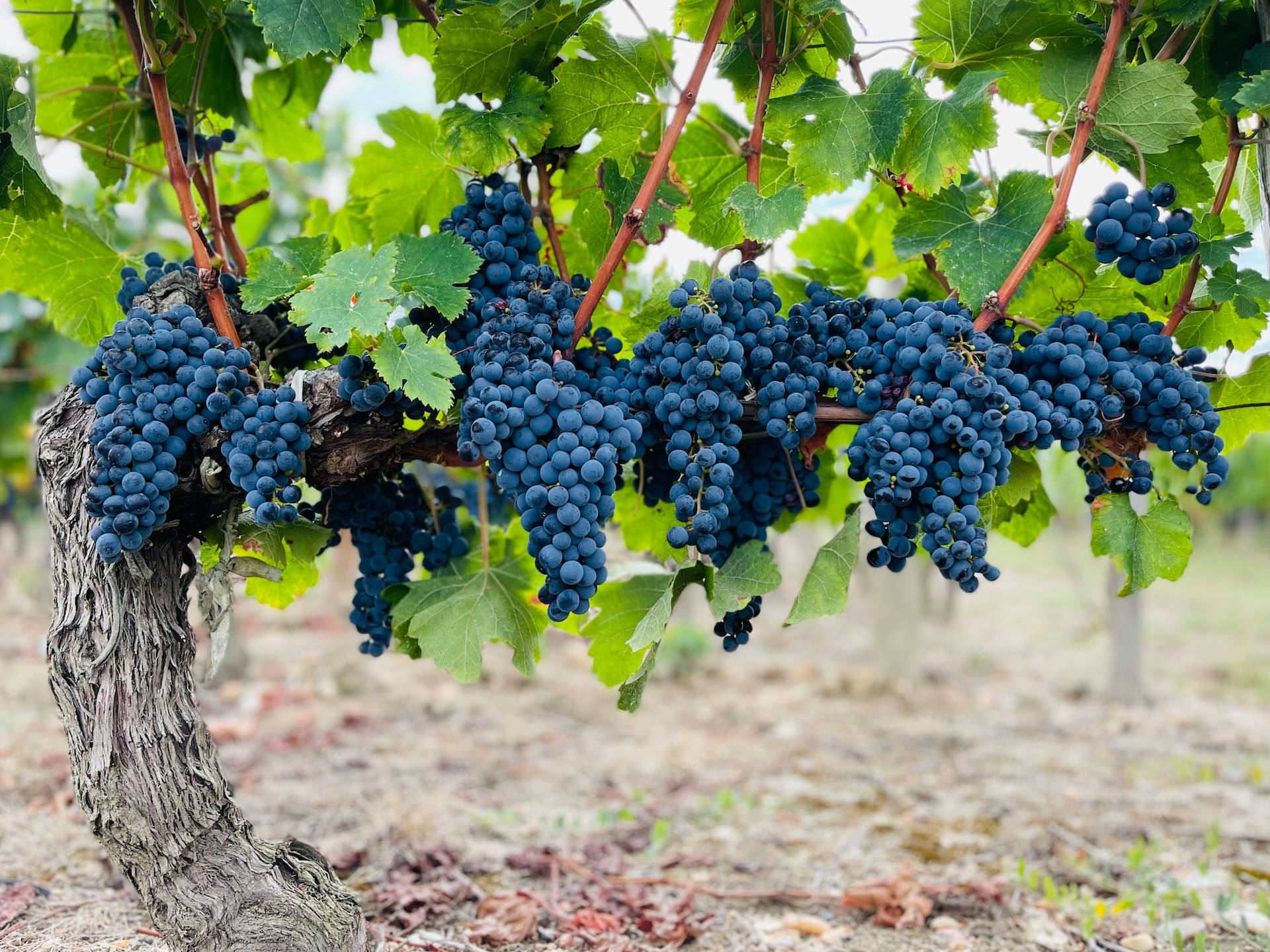 How climate change is changing your favourite wine