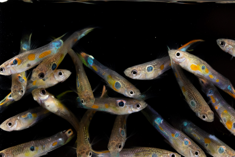 Orange is the new aphrodisiac—for guppies