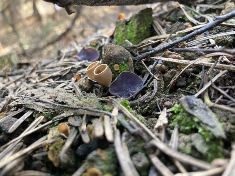 After the flames: How fire-loving fungi help B.C.’s forests recover