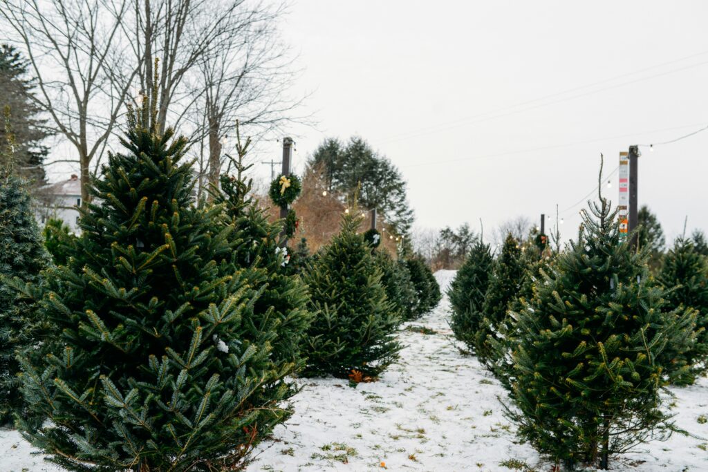 How warming winters could reshape B.C.’s Christmas tree choices