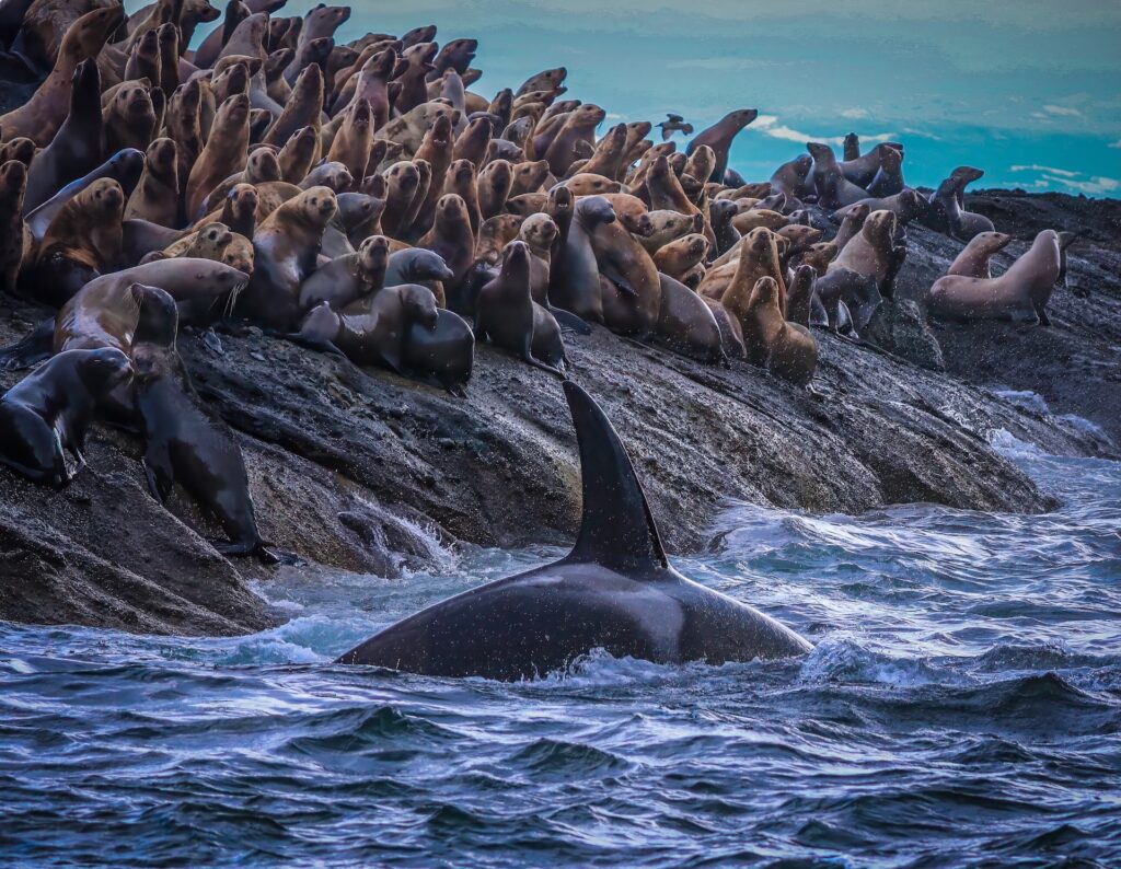 West Coast mammal-eating killer whales are two distinct communities that rarely mix 
