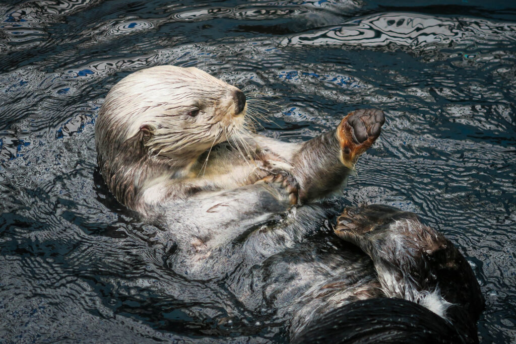 ‘Forever’ chemicals found in B.C. sea otters