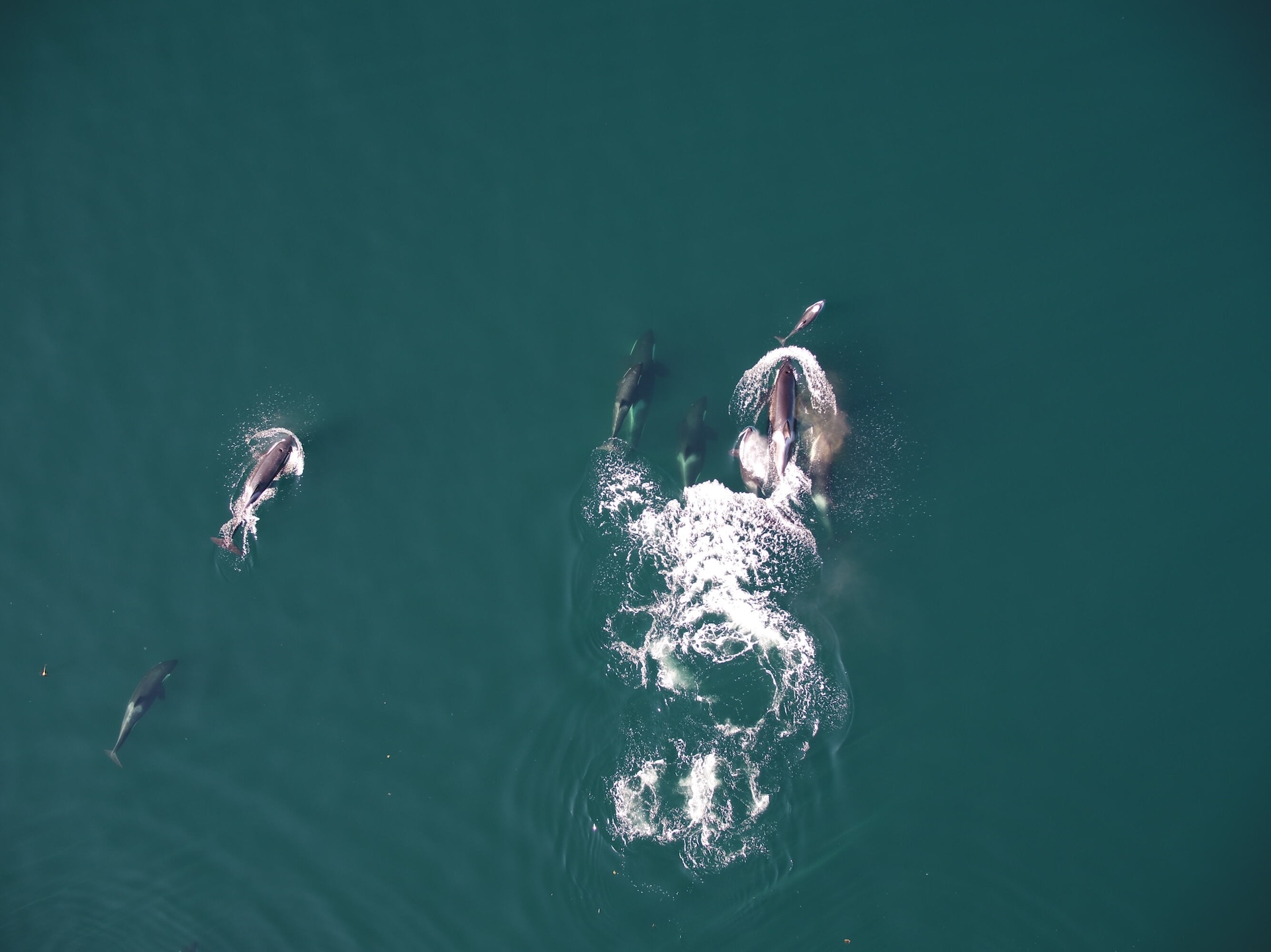 Orcas and dolphins seen hunting together for the first time